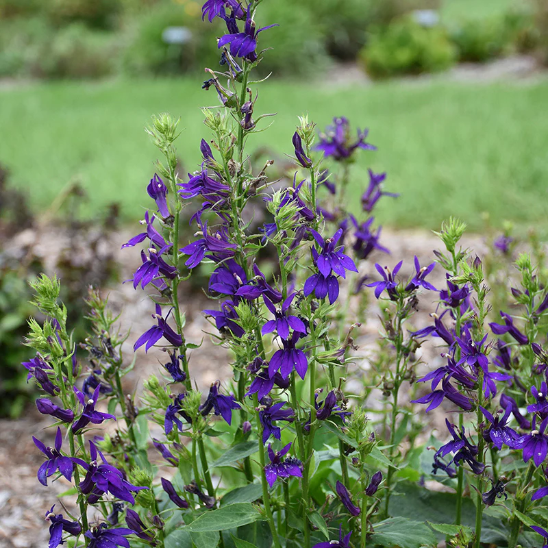 Starship™ Blue Lobelia - Image 3