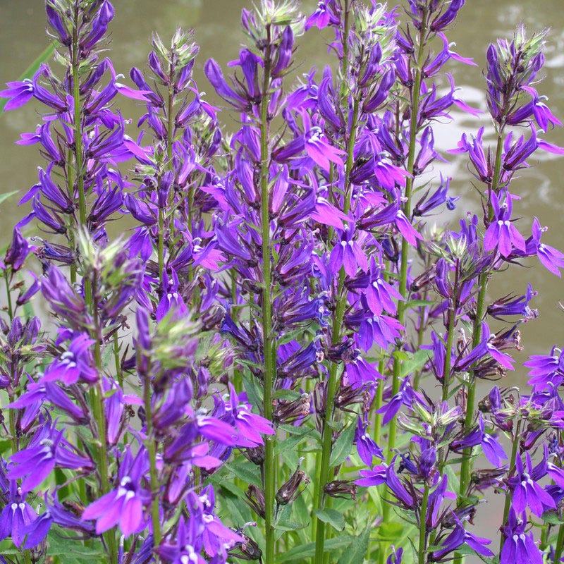 Vedrariensis Lobelia