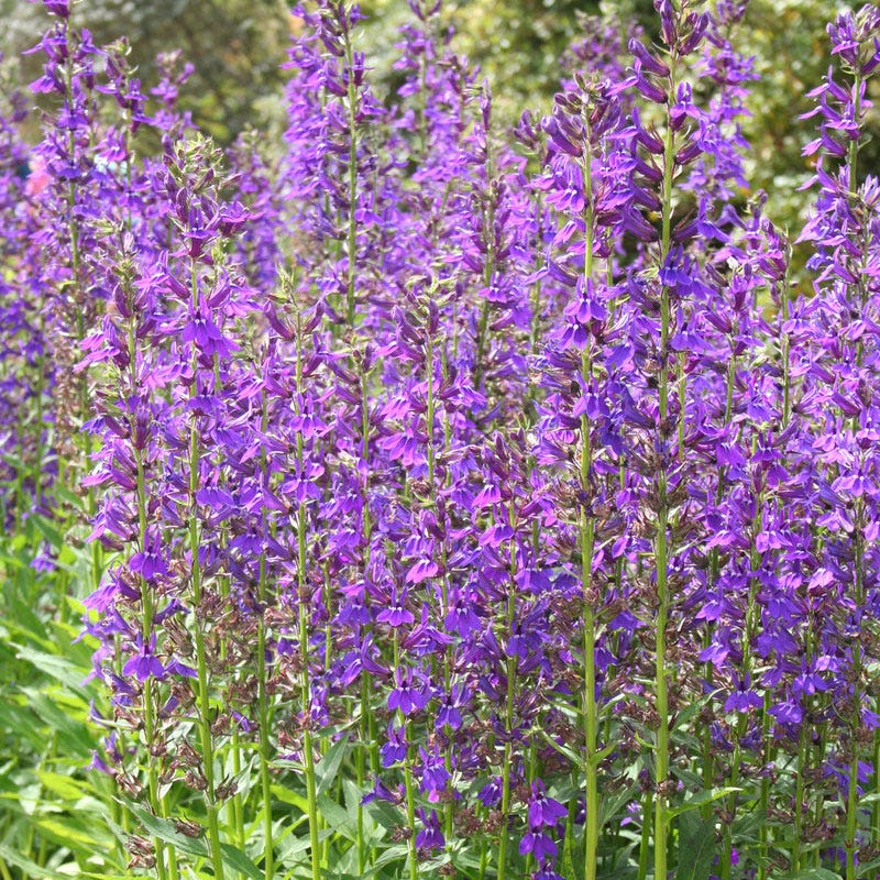 Vedrariensis Lobelia - Image 2