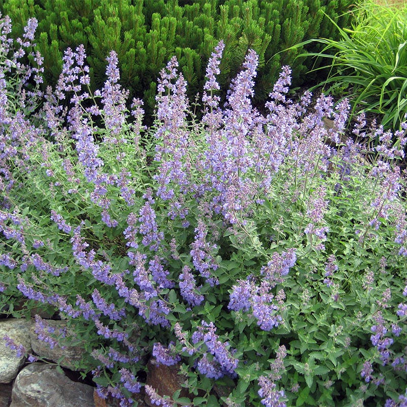 Walker's Low Nepeta