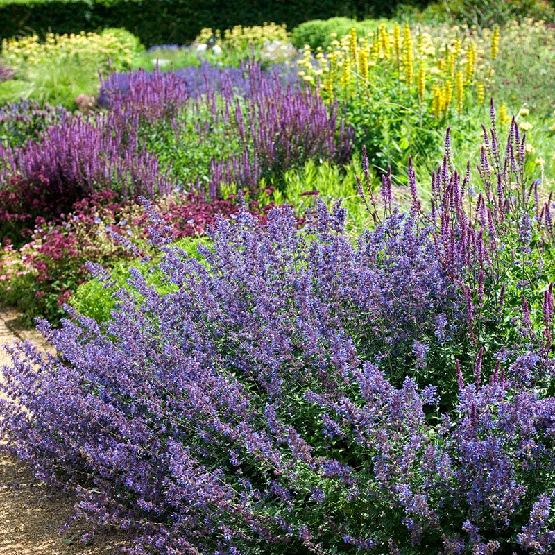 Walker's Low Nepeta - Image 3