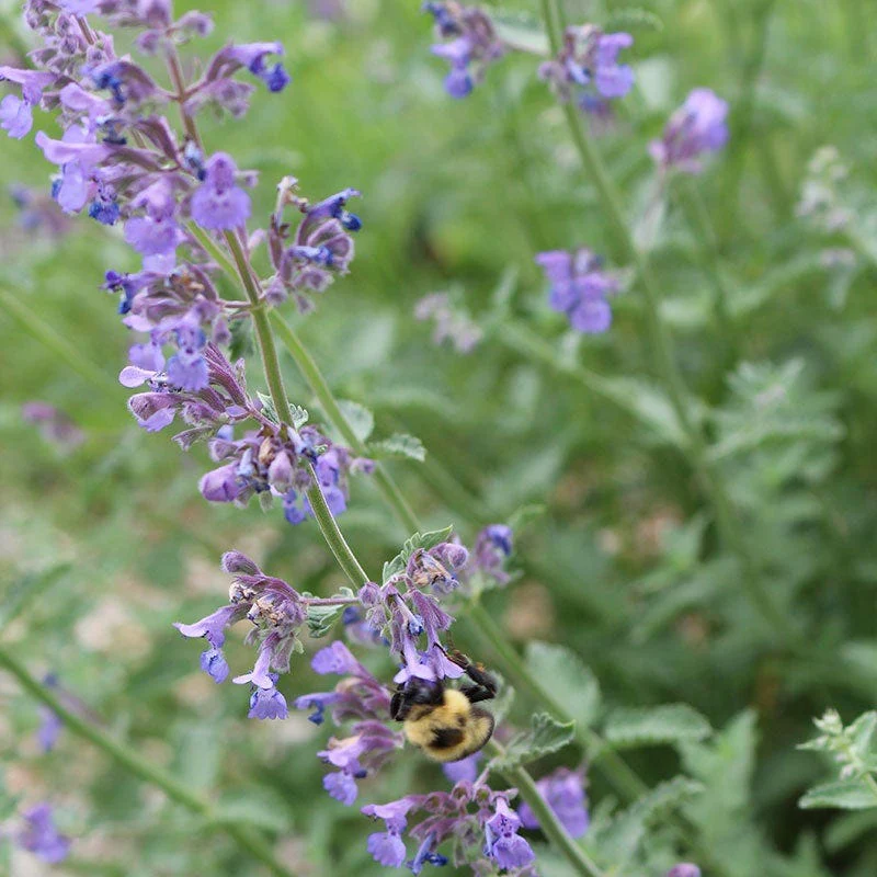 Walker's Low Nepeta - Image 4