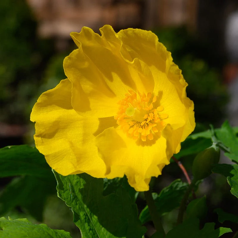 Celandine Poppy - Image 2