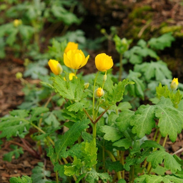 Celandine Poppy - Image 4