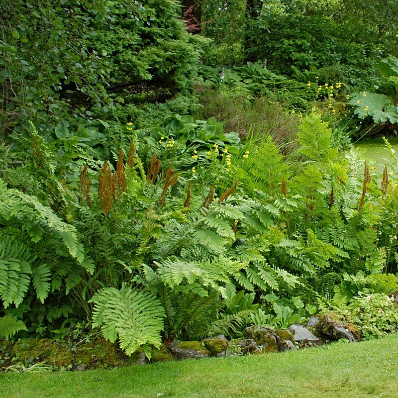 Cinnamon Fern - Image 2