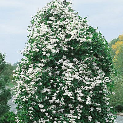 Sweet Autumn Clematis Vine