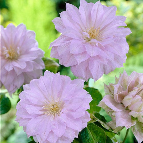 Clematis Belle of Woking
