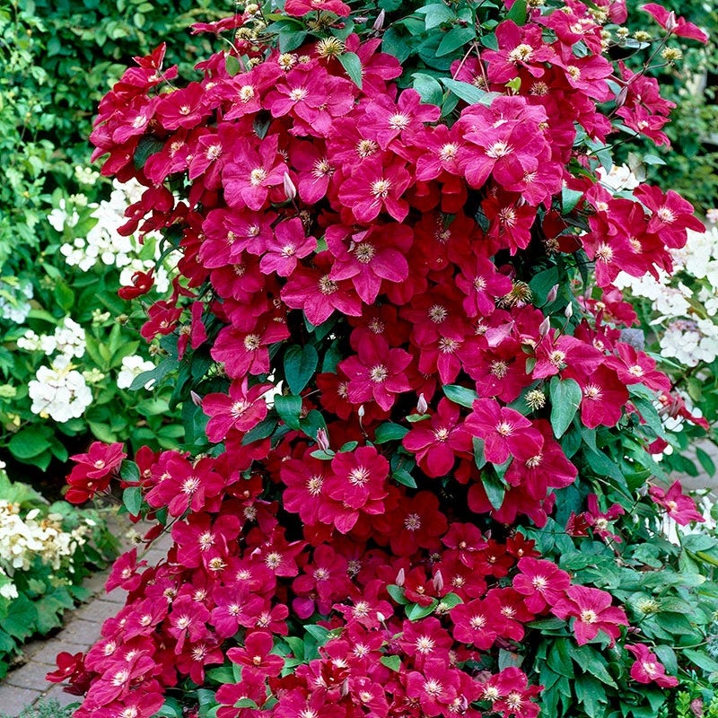 Ernest Markham Clematis Vine - Image 2