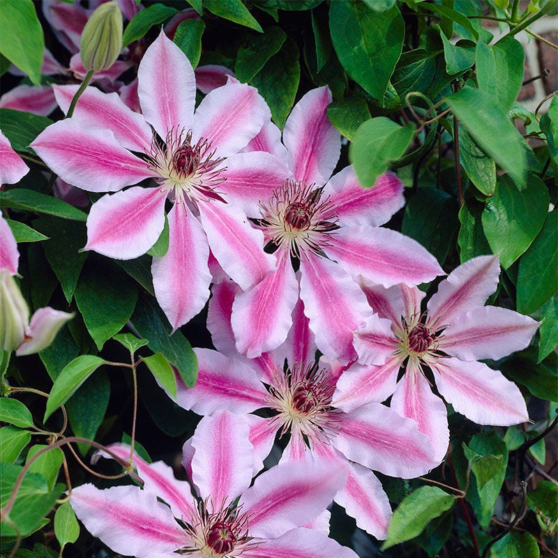 Brilliant Cottage Garden Plant Collection - Image 8