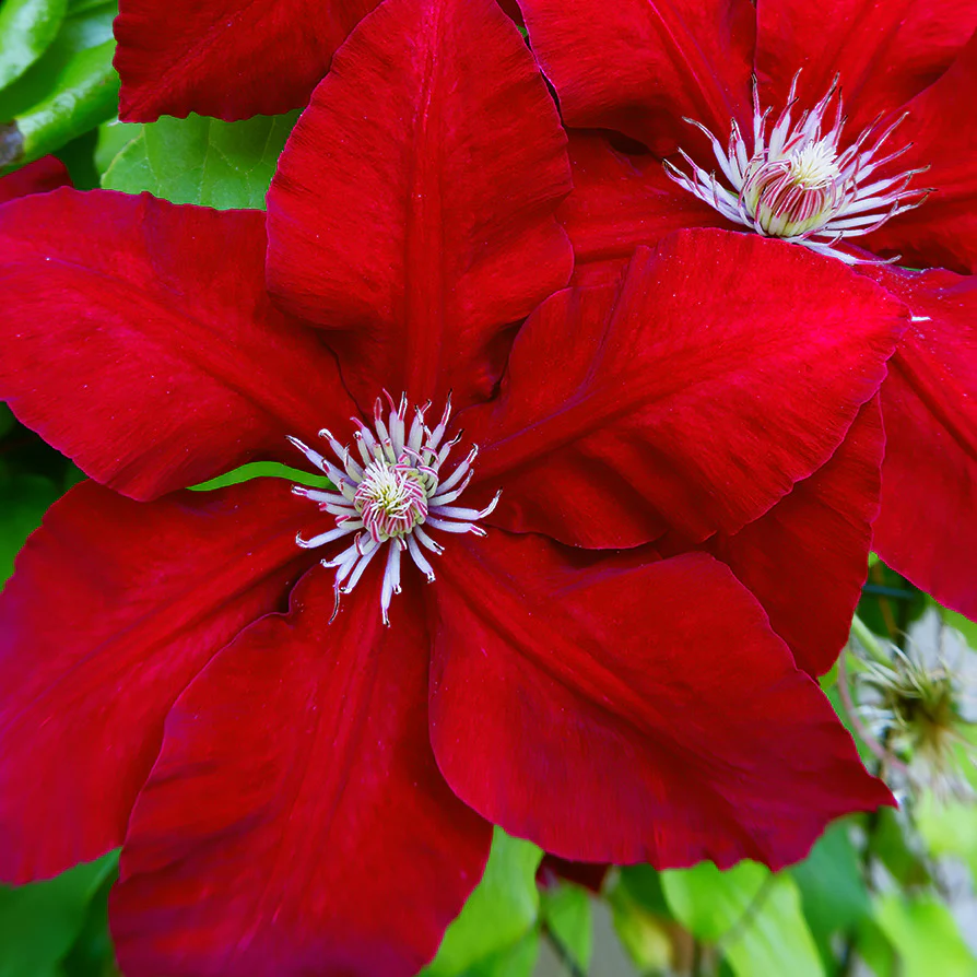 Rebecca™ Clematis Vine
