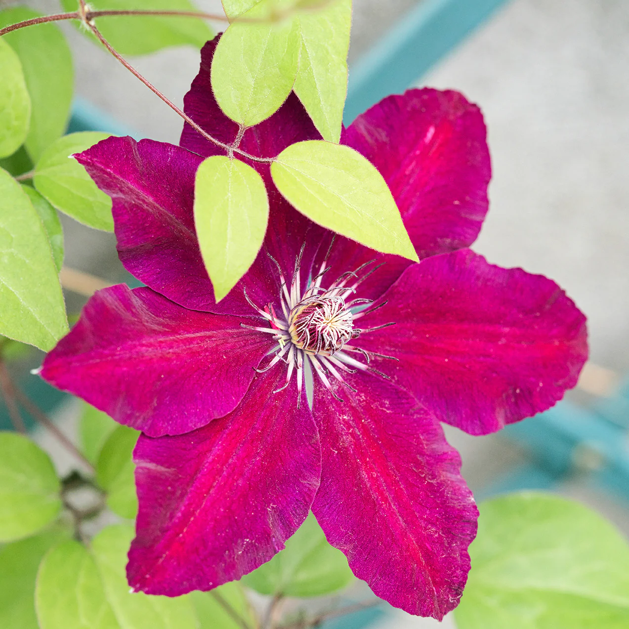 Rebecca™ Clematis Vine - Image 4