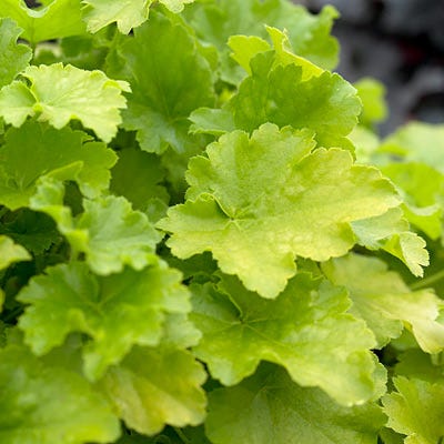 Citronelle Coral Bells