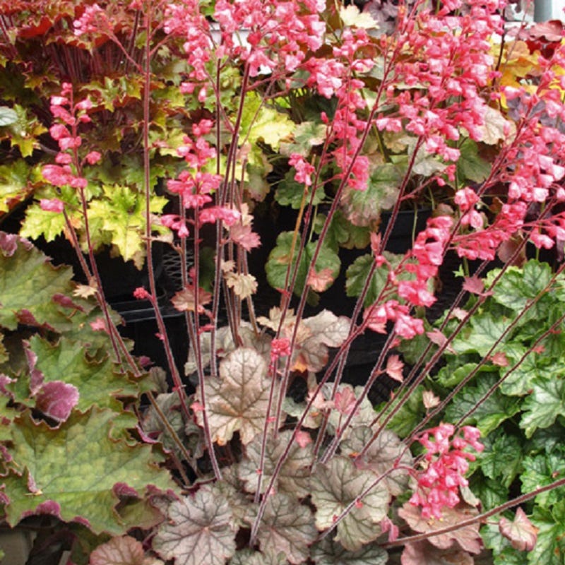 Flores Sea Coral Bells - Image 2