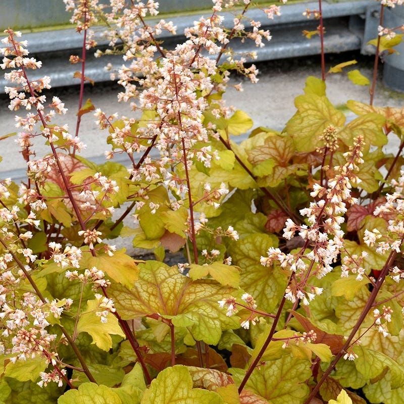Champagne Coral Bells
