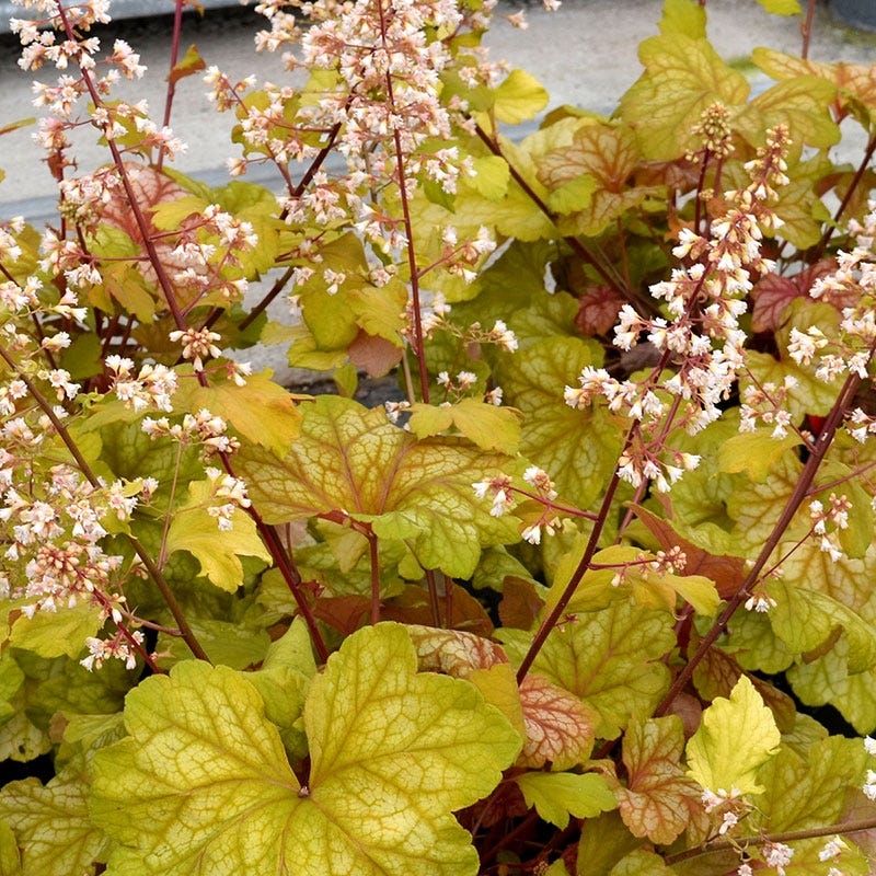 Champagne Coral Bells - Image 2
