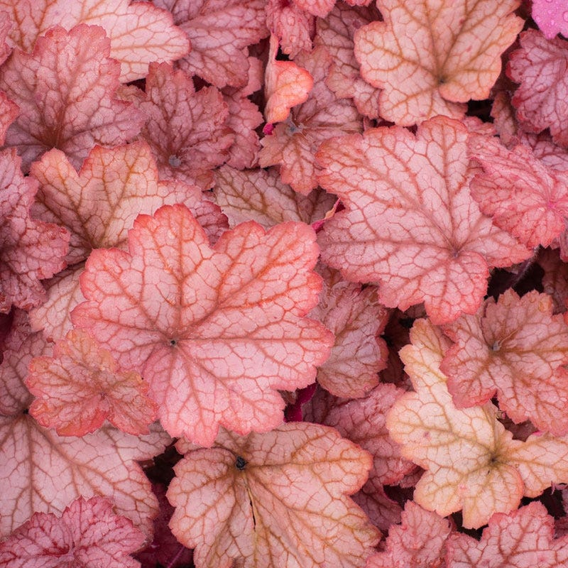 Georgia Peach Coral Bells - Image 2