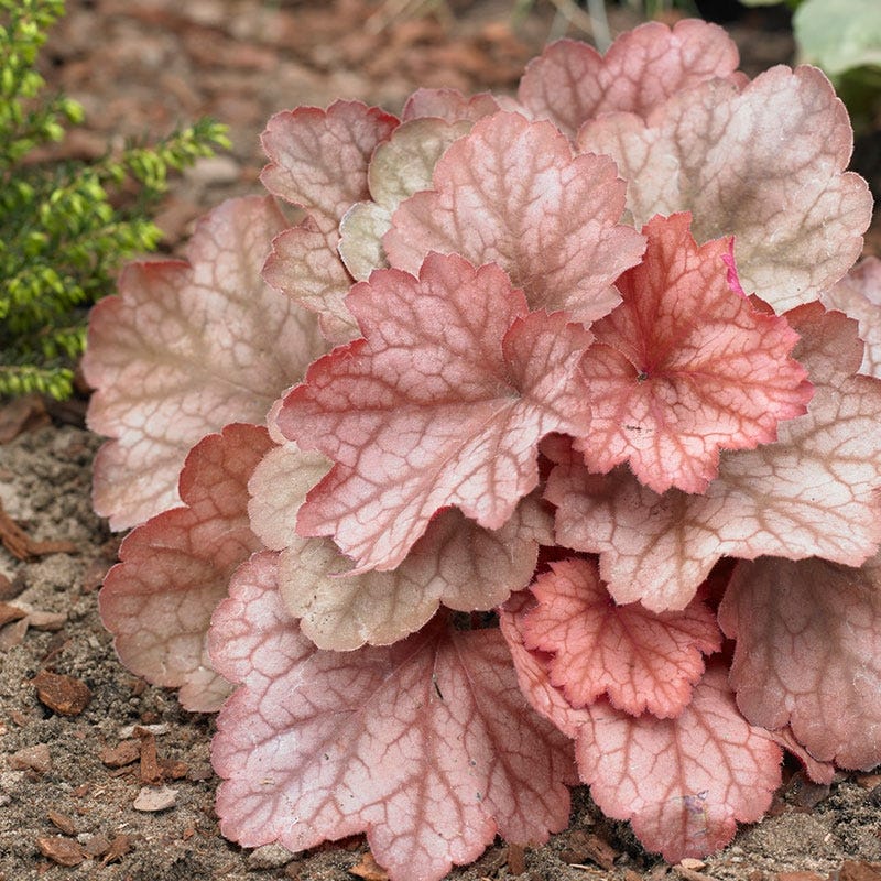 Georgia Peach Coral Bells - Image 3