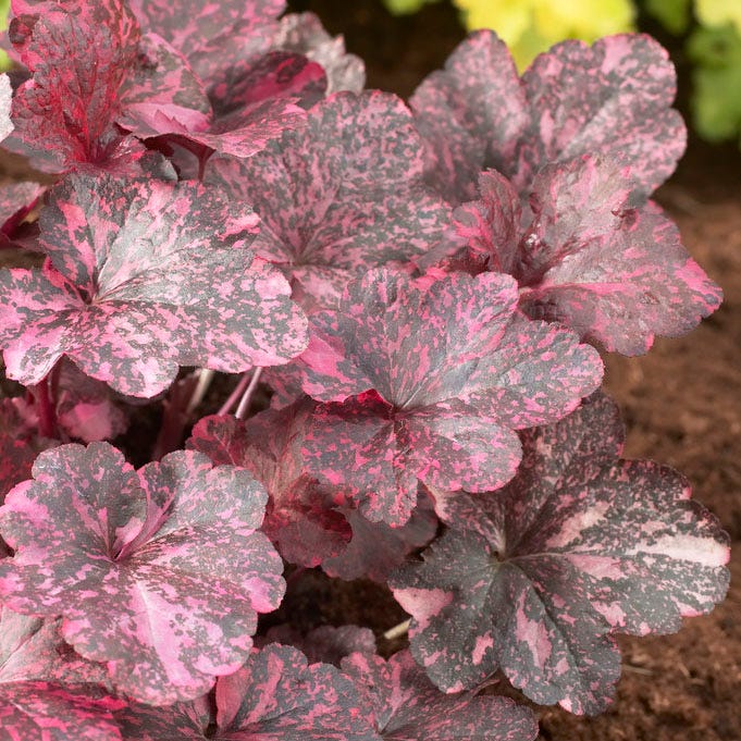 Midnight Rose Coral Bells - Image 4
