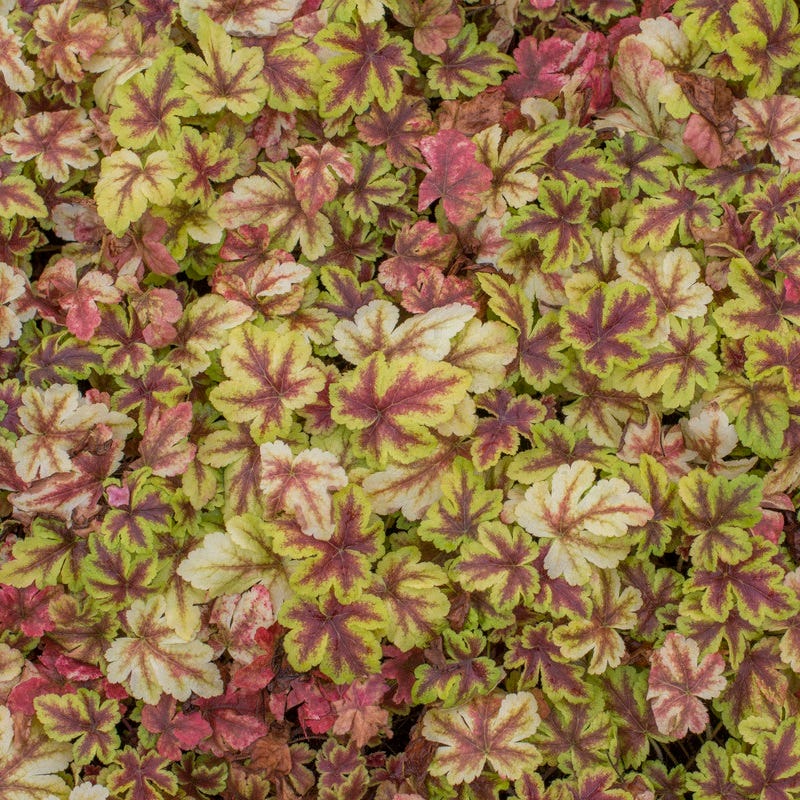 Gold Zebra Heucherella - Image 3