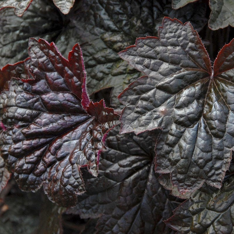 Palace Purple Coral Bells - Image 7