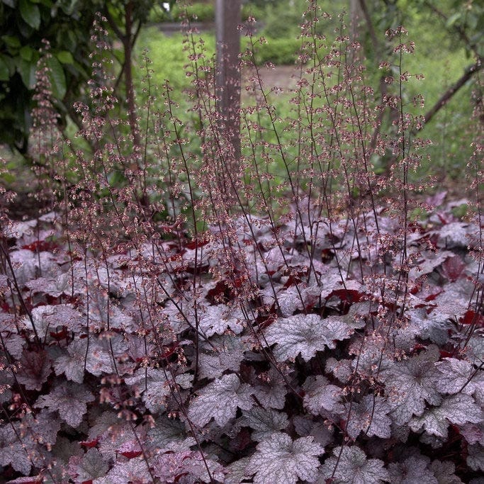 Plum Pudding Coral Bells