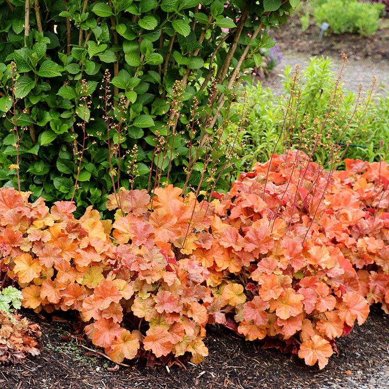 Radiant Glow Coral Bells Collection - Image 5