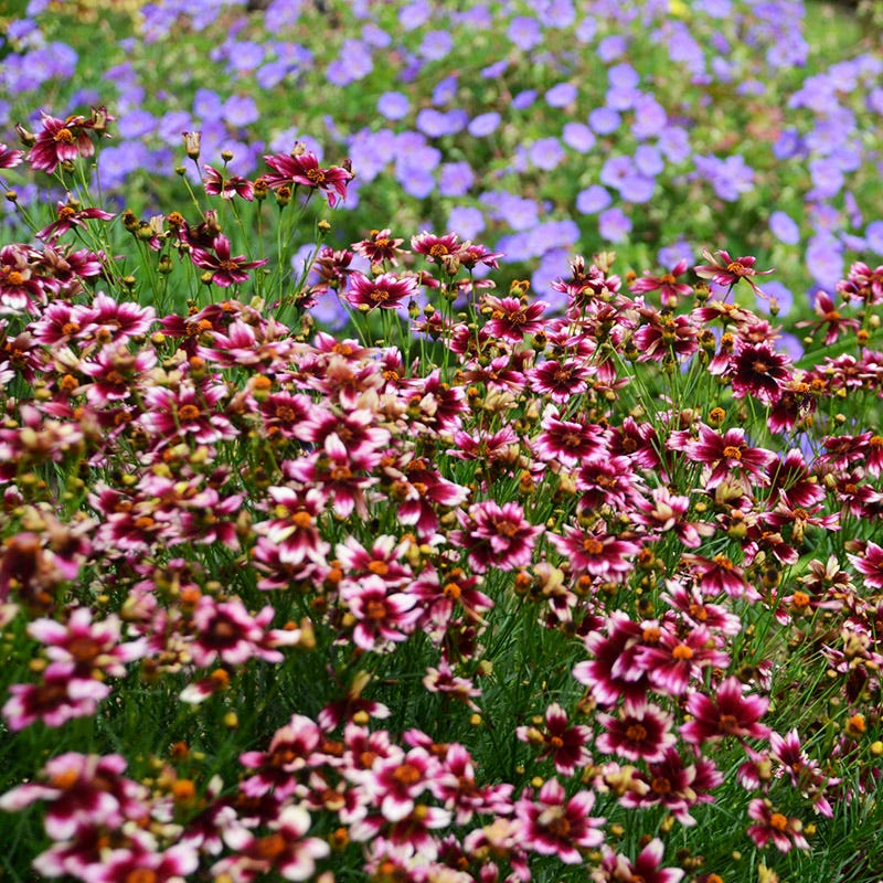 Berry Chiffon Coreopsis - Image 3