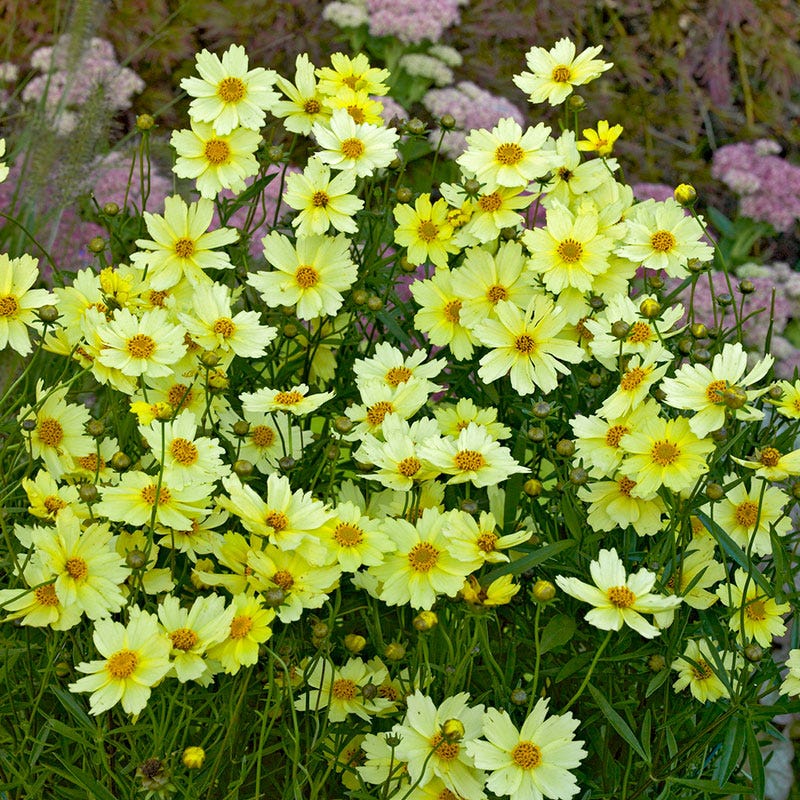Full Moon Coreopsis - Image 2