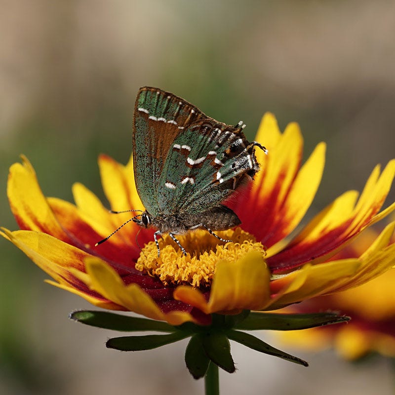 Li'l Bang™ Daybreak Coreopsis - Image 2