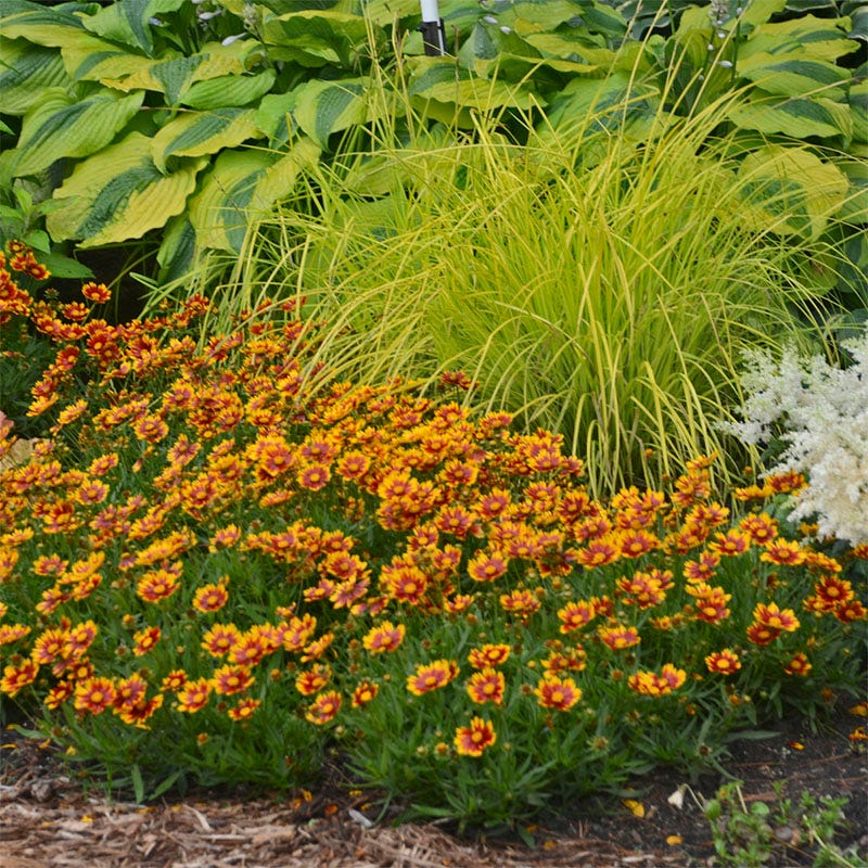 Li'l Bang™ Daybreak Coreopsis - Image 3