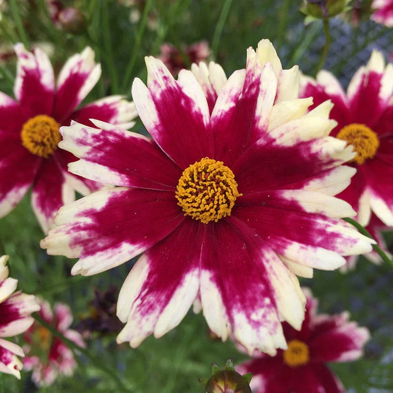 Ruby Frost Coreopsis - Image 2