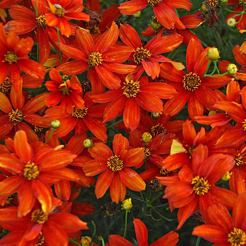 Sizzle & Spice® Crazy Cayenne Coreopsis