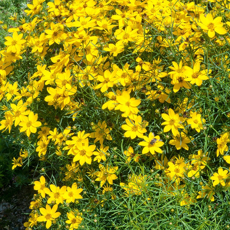 Coreopsis Zagreb - Image 2