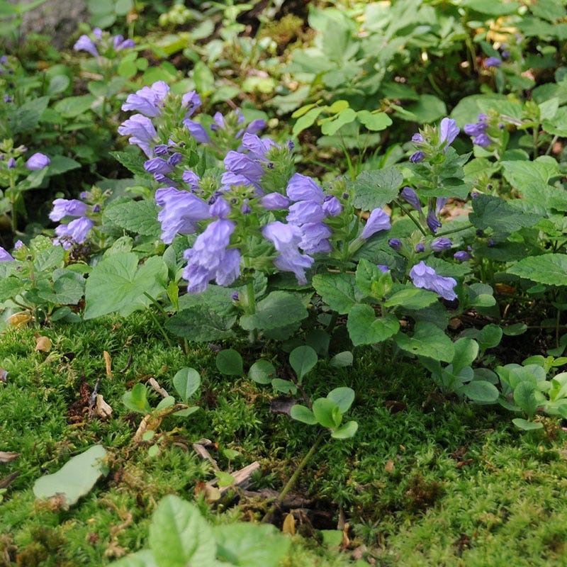 Creeping Mint - Image 2