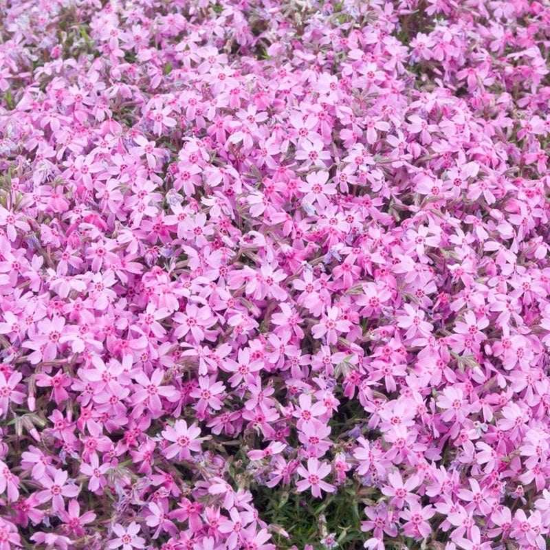 Emerald Pink Creeping Phlox - Image 3