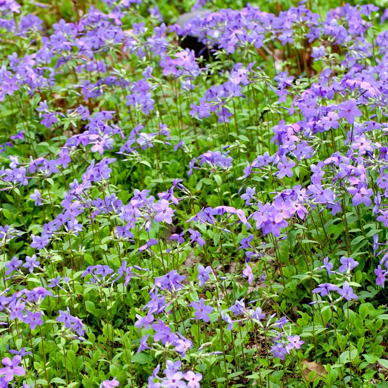 Sherwood Purple Creeping Phlox - Image 3