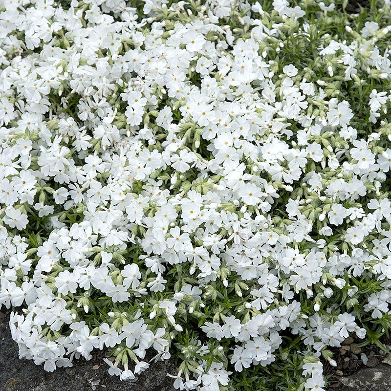 Snowflake Creeping Phlox - Image 4