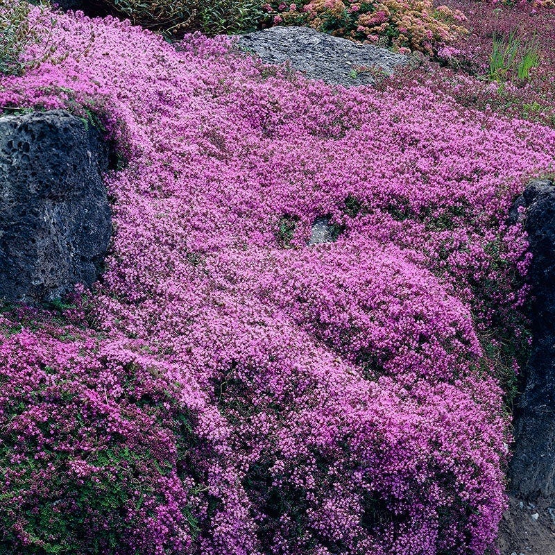 Creeping Thyme - Image 2
