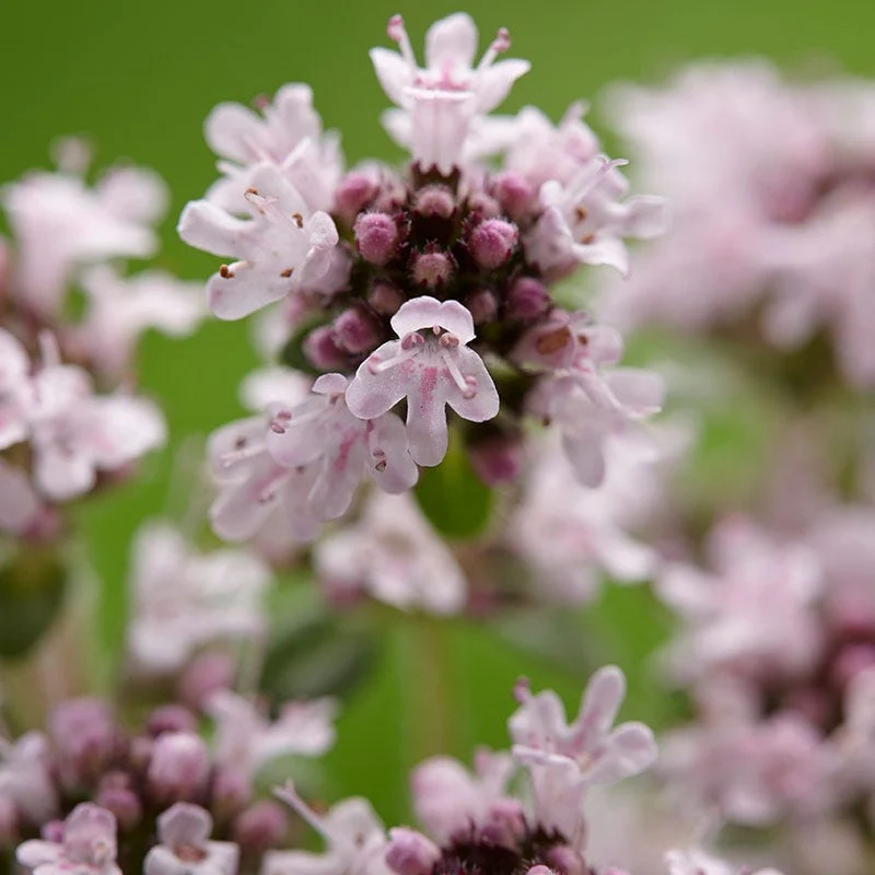 Pink Chintz Creeping Thyme - Image 2