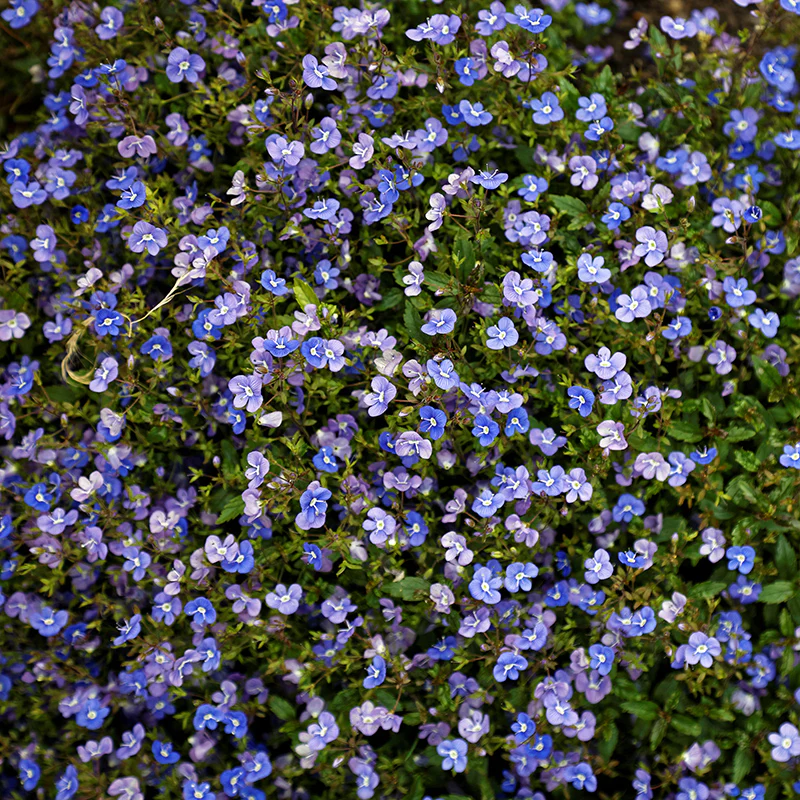 Georgia Blue Creeping Veronica - Image 2