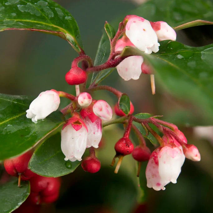 Redwood® Creeping Wintergreen - Image 3
