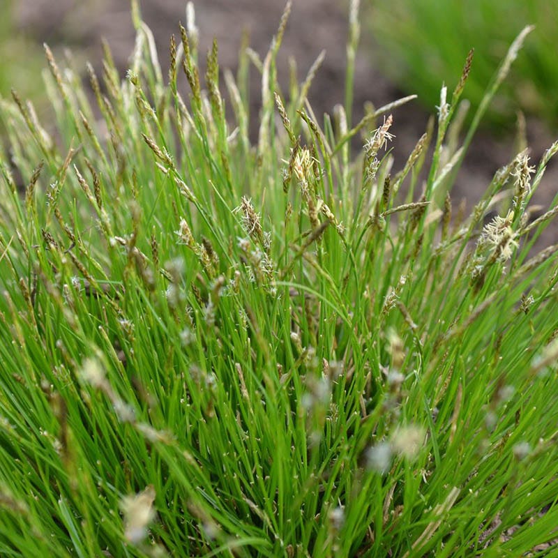 Dappled Shade Tapestry Lawn Plant Collection - Image 4