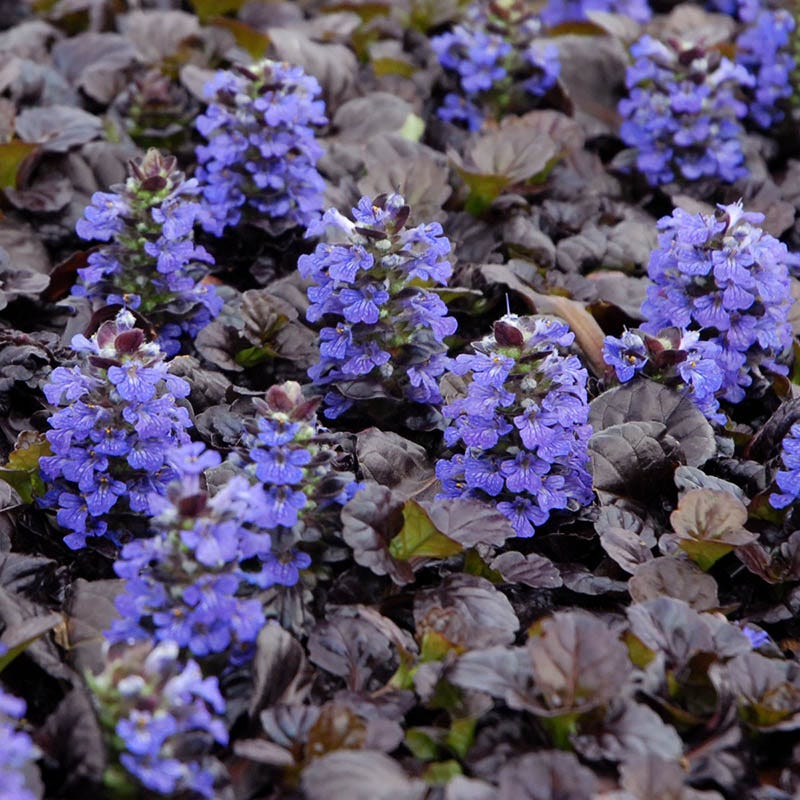 Dappled Shade Tapestry Lawn Plant Collection - Image 6