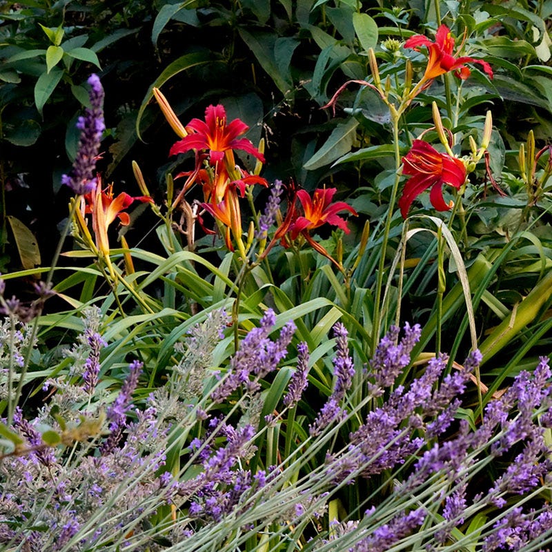 Crimson Pirate Daylily - Image 2