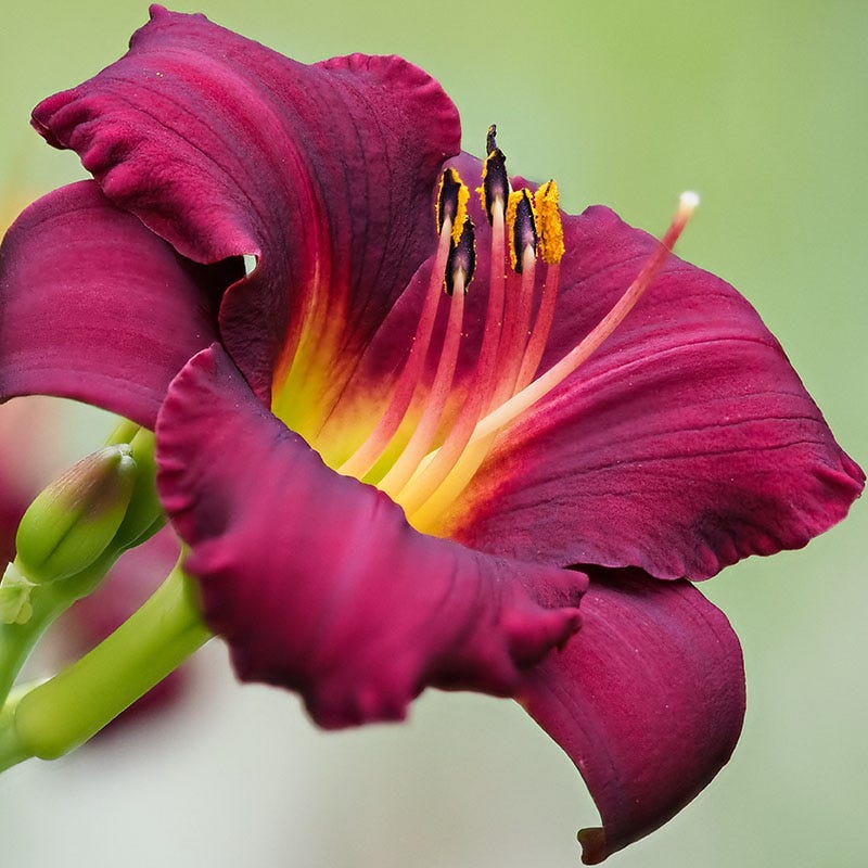 Mary Reed Daylily - Image 2