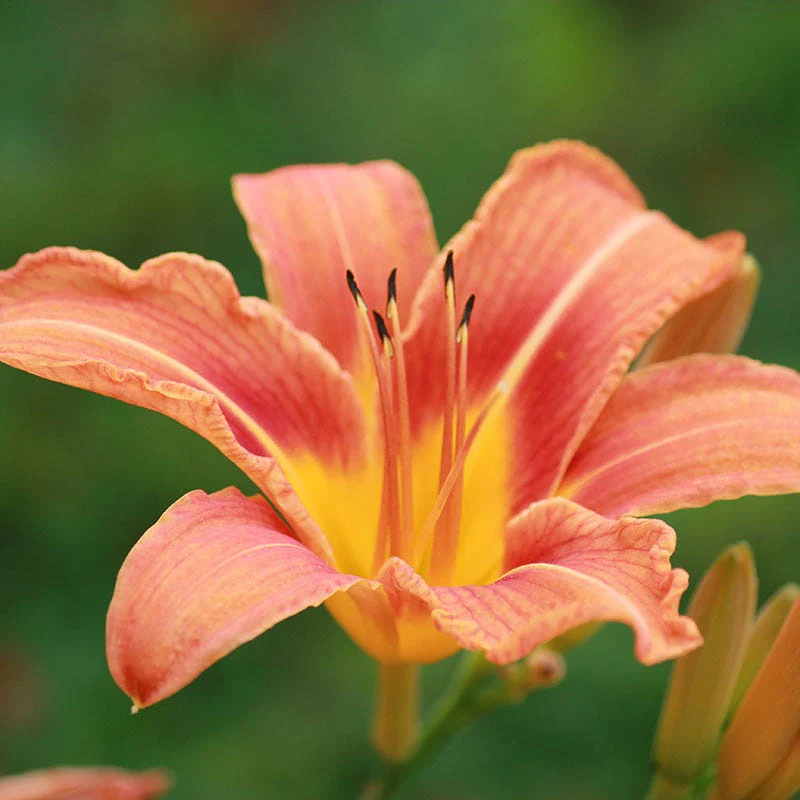 Original Orange Daylily