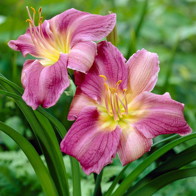 Prairie Blue Eyes Daylily