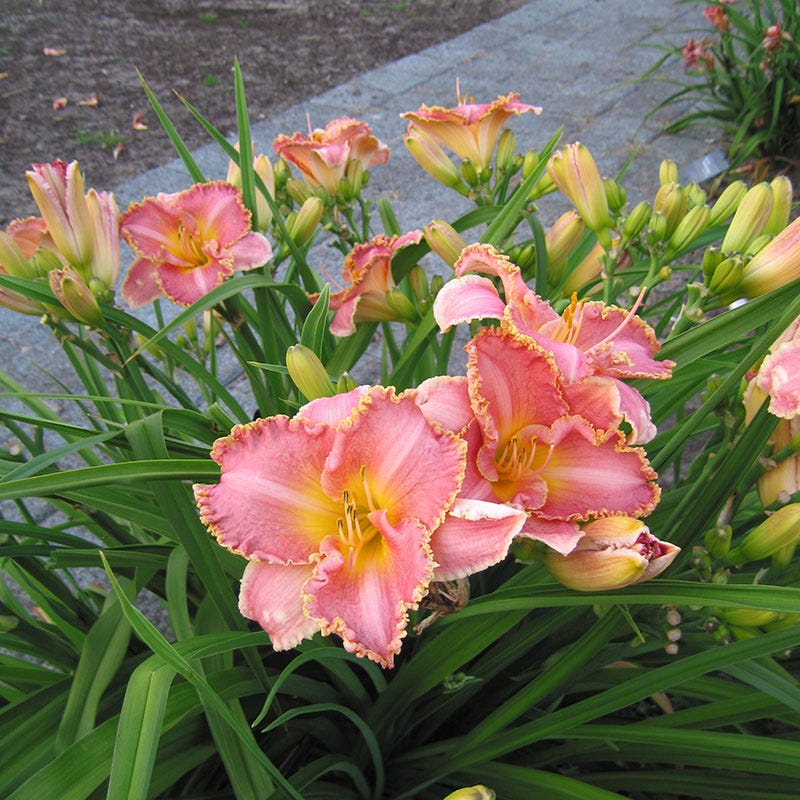 Heavenly Pink Fang Reblooming Daylily