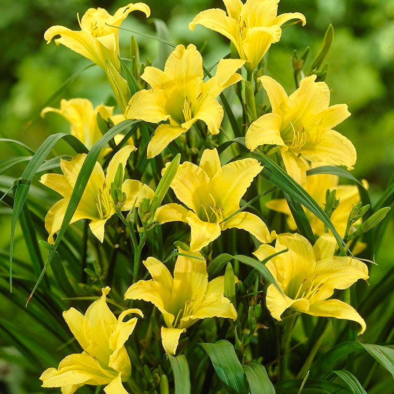 Hyperion Reblooming Daylily - Image 3