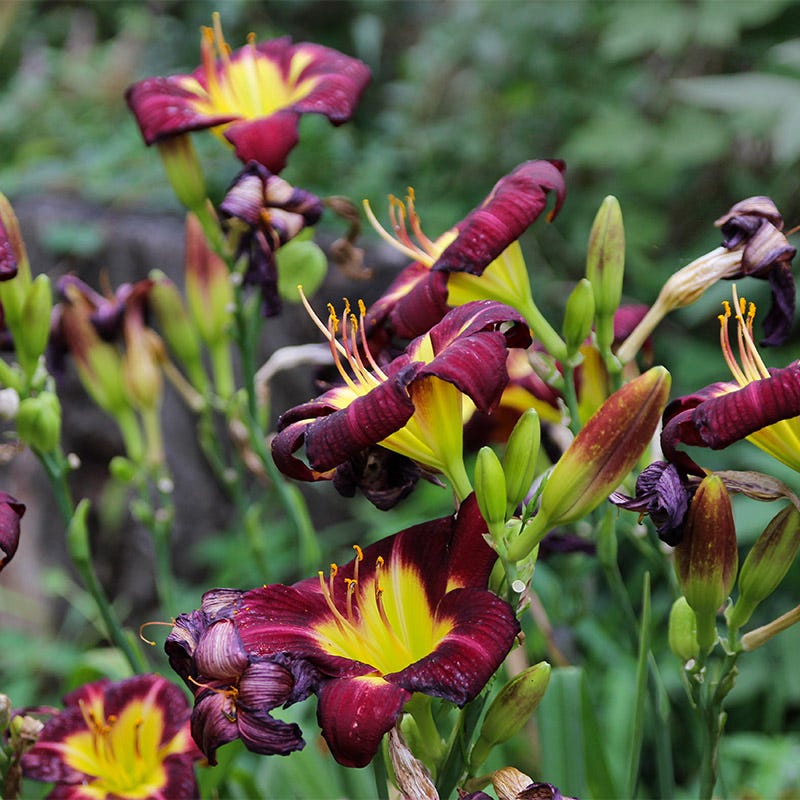 Night Beacon Reblooming Daylily - Image 2